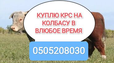 саан уй сатып алам: Сатып алам | Уйлар, букалар, Жылкылар, аттар | Өзү алып кетүү, Акысыз жеткирүү, Бардык шартта