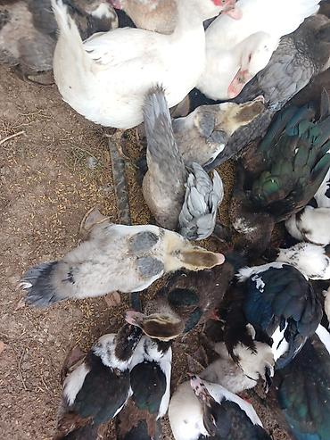 dovsan sekli: Muscovy ördəkləri (indoutka) – müxtəlif rəng çeşidləri ilə qarışıq — 5