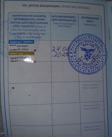 İtlər: Mops, 5 ay, Erkek, Sənədli — 6