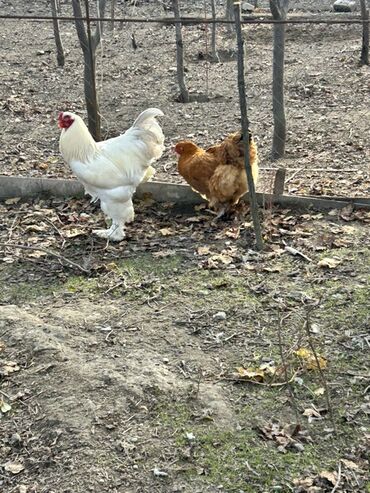 Toyuqlar: Toyuq, Brama, Yumurtalıq, Ünvandan götürmə — 3