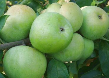 купить дерево яблони: Семена и саженцы