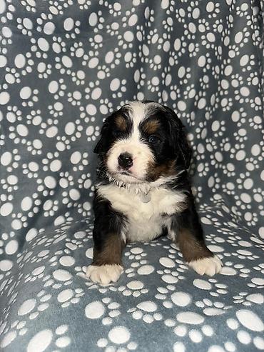 Psi: Štenci bernskog planinskog psa - Rasa: bernski planinski pas (Bernese — 4