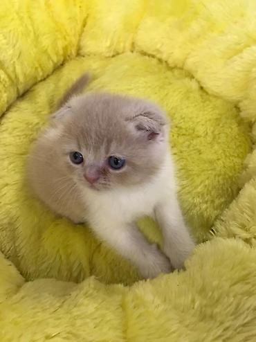Кошки: Шотландская вислоухая — 6