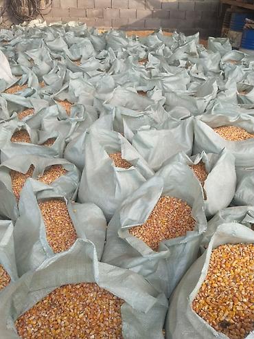 мотокоса цена бишкек: Продаю кукурузу сорт пл-700 — 2