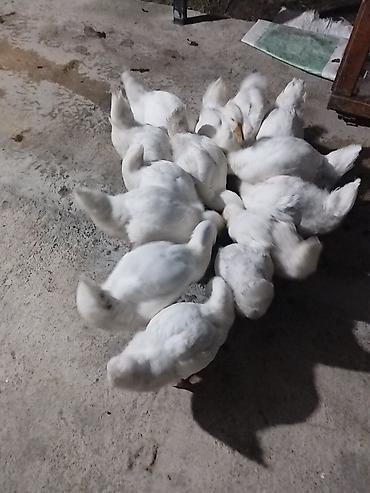 arı satışı 2020: Linda Kuban qazlar 2 aylıqdır sayı 14 ədəddir. Real alıcılar narahat — 5