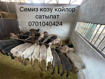 продажа щенков немецкой овчарки в бишкеке с документами: Сатам | Ургаачы кой (ургаачы), Кочкор (эркек) | Союуга