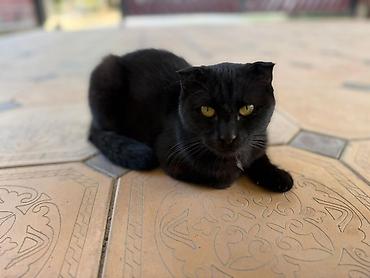 простые птички: Черные кошки (взрослая и котенок) с короткой шерстью. Взрослая кошка — — 6