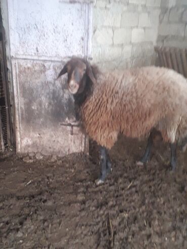 Qoyunlar, qoçlar: Erkək, il: 2, Ətlik — 9