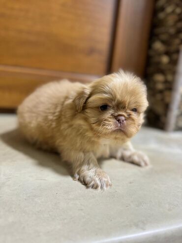 i̇t satisi: Pekines, 1 ay, Dişi, Ünvandan götürmə