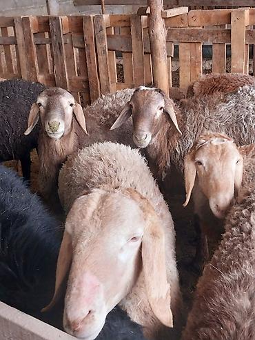 Баран, овца: Продаю | Баран (самец) | Для разведения | Матка — 2