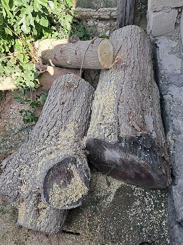 odun satilir: Məhsul: Odun kötükləri və qalın şaxələr – müxtəlif ölçülü kəsilmiş — 4