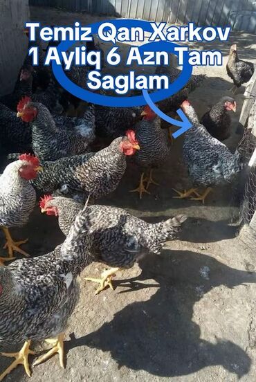 ağ toyuq: Toyuq, Damazlıq