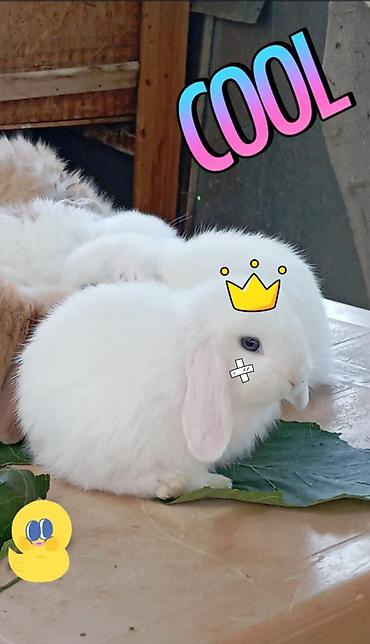 ev dovşan: Mini Lop dekorativ dovşan balaları - Cins: Mini Lop (aşağı sallanan — 4