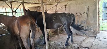Лошади, кони: Продаю | Кобыла (самка) | Рабочий — 9