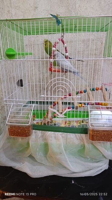 Tutuquşları: 2 eded Tutuqusu. cutu 60man. Qefes yenidi.Qefesi Aksesuarlari