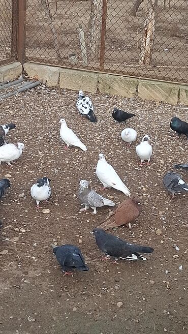 Göyərçinlər: Satılır — 1