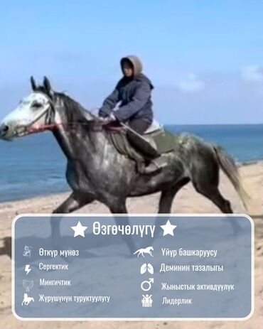 Лошади, кони: Продаю | Жеребец | Конный спорт | Племенные — 2