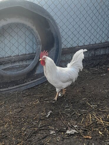 оборудование для кур несушек: Сатам | Короздор | Леггорн | Союуга, Көбөйтүү үчүн