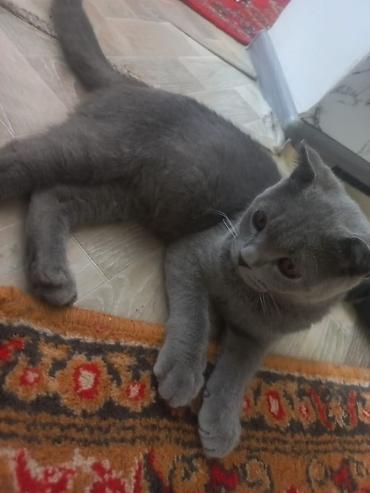 кошки сиамская: Скотиш Фолд (Шотландская вислоухая), 4 месяца, Мальчик, Голубой, Приучена к лотку — 1