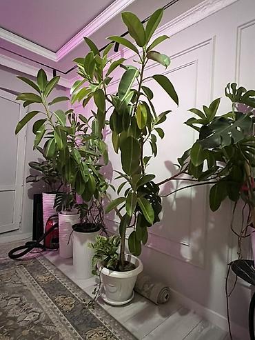 Драцены и Сансевиерии: Доставка по городу бесплатно . Адаптированные пересаженные Комнатные — 74