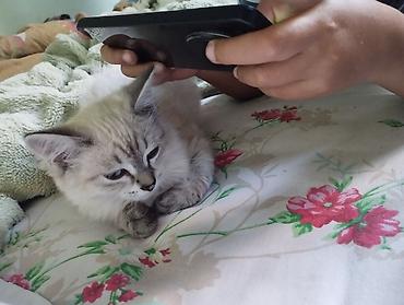 котенок: В 5 микрорайоне возле 34 дома обычно гуляет мой котенок 3 месячный — 2