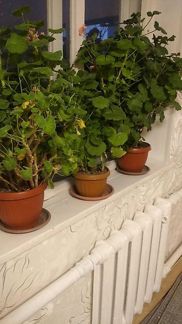 Другие садовые цветы и кустарники: Комнатные цветы от 350 сом ❗❗ — 6