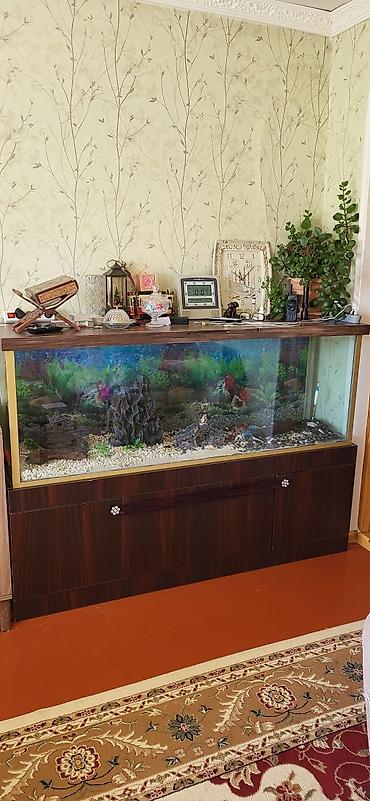 hamster satisi: Akvarium satılır şkafıyla bir yerdə 800 AZN — 1