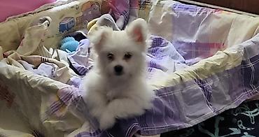 Psi: Na prodaju musko stene maltezera,ostenjen 23.11.2025,bela svilenkasta — 5