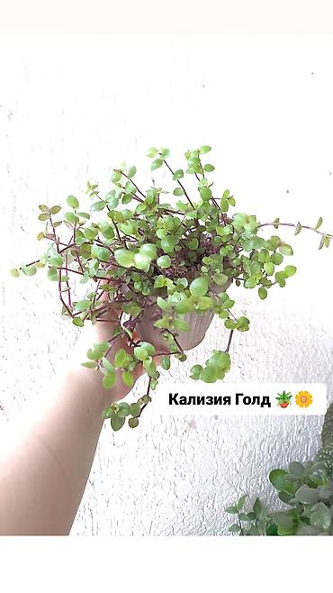 Продаю свои комнатные растения 🪴🌺! Цены разные 1) Укоренённый черенок
