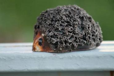 Figure: JEŽ vintage umetnička keramika. Umetnička keramika. Dimenzije cca: 8 x — 10