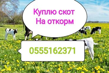 семис бука: Куплю | Коровы, быки, Лошади, кони | На откорм, Круглосуточно, Самовывоз