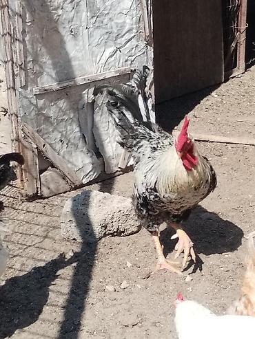toyoq ve xoruz: Məhsul: Ayaqları tüklü xoruzlar (fotoşəkillərdə görünən müxtəlif — 9