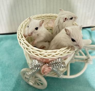 Другое: Продаю малышей монгольских песчанок. Возраст 1 месяц. 3 девочки и один — 2