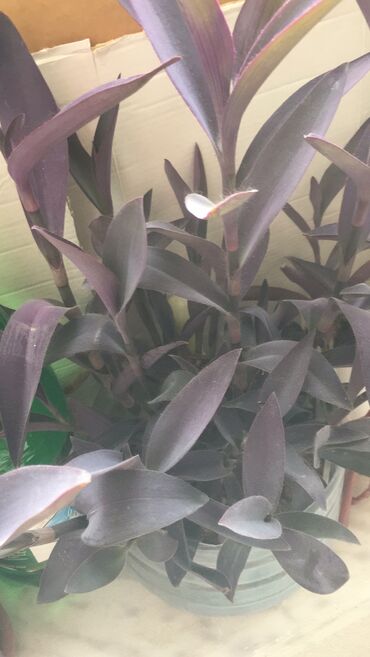 Otaq bitkiləri: Otaq bitkiləri — 6