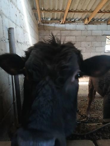 Коровы, быки: Продаю | Бык (самец) | На откорм | Привязанные — 1