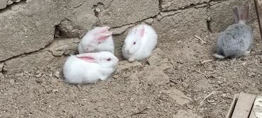 ərəb dovşanı: Balalar satılır analarınında şəkli var 2 aylıqdır analarıda satılır ağ