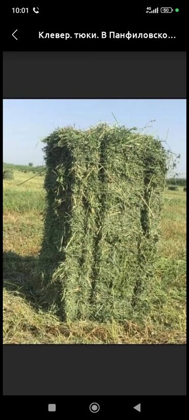 фасоль цена бишкек: Кукуруза Оптом, Самовывоз