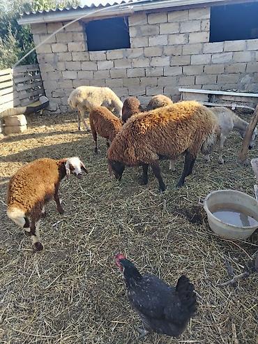 simmental inək cinsi: Salam cavan qoyunar satilir 3 anadi 3 baladi bir qocdu reyal alici zey — 1