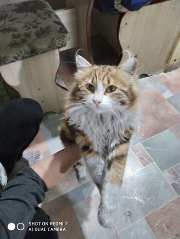 расческа под подушку в Кыргызстан: Котёнок породы Мейн-кун (порода больших котов) вырастают до 120см 22кг