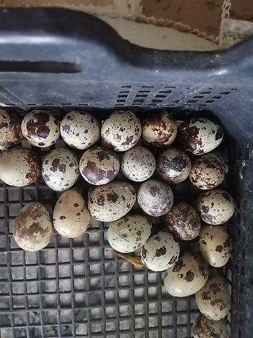Yumurta: Bildirçin yumurtası satılır — 1