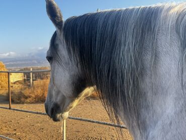 Лошади, кони: Продаю | Жеребец | Конный спорт | Племенные — 6