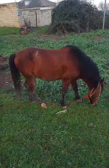 Atlar: Qəhvəyi rəngli at - Cins: yerli tip, qara yalı və quyruğu - Rəng — 5