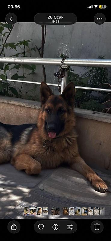 sibirski afcarka: Alman çoban iti, 3 il, Erkək, Cütləşmə üçün, Ünvandan götürmə — 6