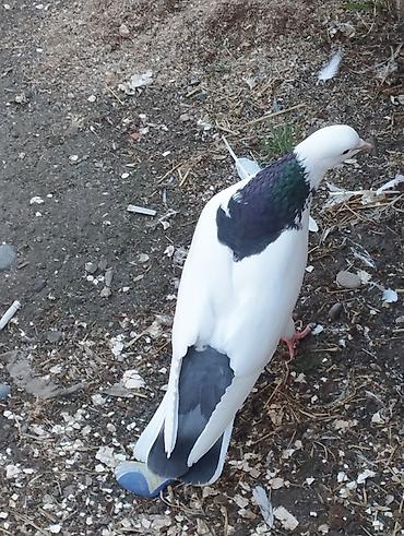 pişik balaca: Məhsul: Göy zərli “köhnə boynu” ağ göyərçinlər Təsvir: - Rəng: Qar — 5