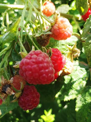 продам шиповник: Малина