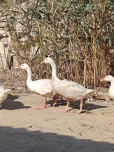 Qaz: Ağ rəngli ev qazları – təsərrüfat üçün çox yönlü quşlar. 25 DENEDİR — 1