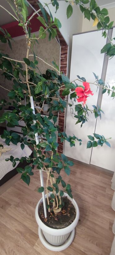 Розы: Китайская роза, цветёт постоянно. Для дома или офиса. Высота примерно