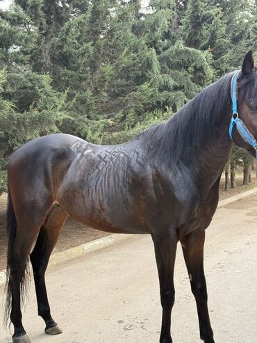 Atlar: Erkək, il: 5, Ünvandan götürmə — 2