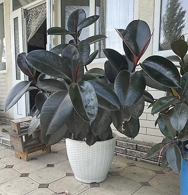 детские ковры бишкек: Фикус эластика (Ficus elastica, «каучуконосный») в крупном напольном — 1