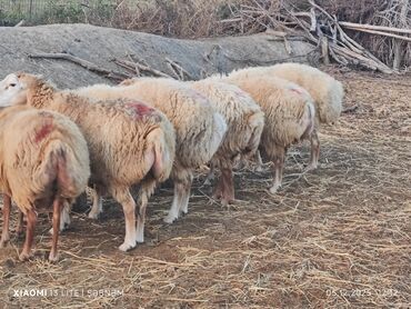 Qoyunlar, qoçlar: Salam. 6 baş qoyun satılır . Razılaşma yolu ilə, cinsidir . 🐑 Yerli — 2